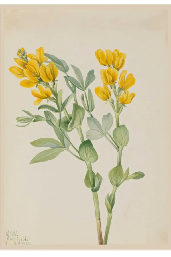 Art Print Set - The Naturalist