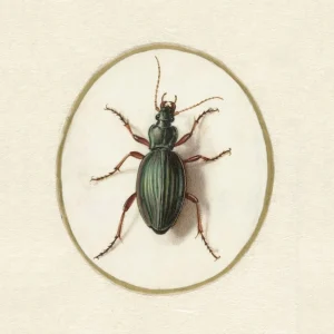 Cushion Cover Golden Beetle