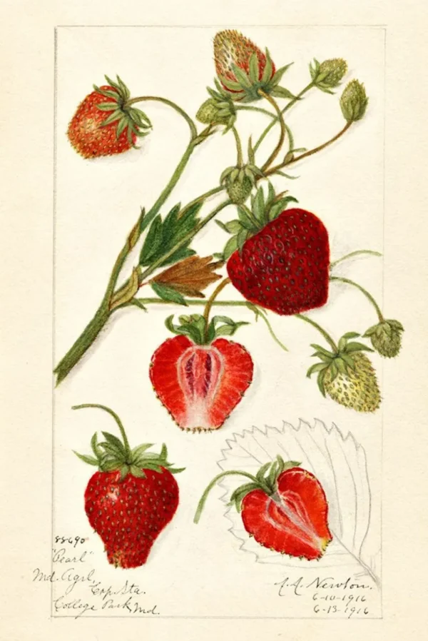 Scented Sachet Fragaria