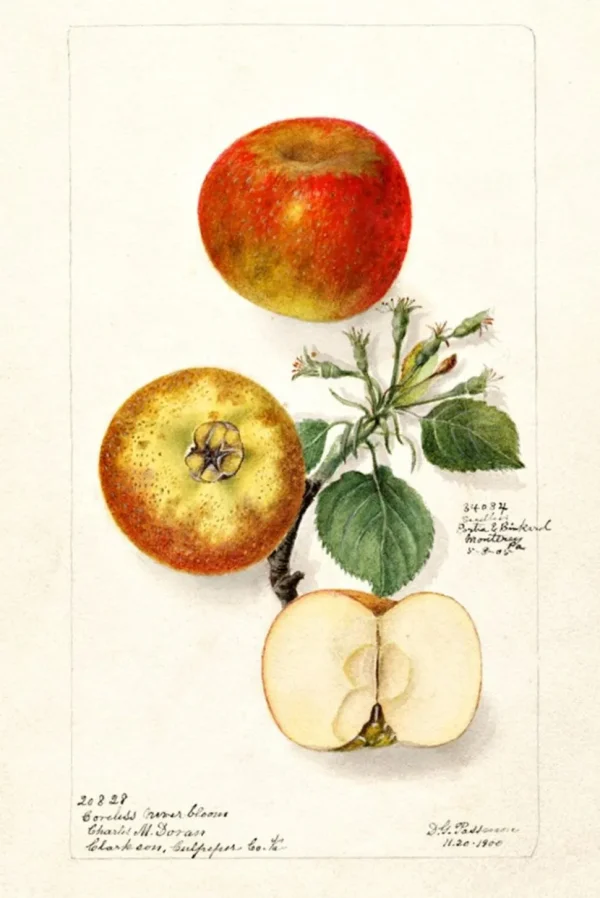 Scented Sachet Malus