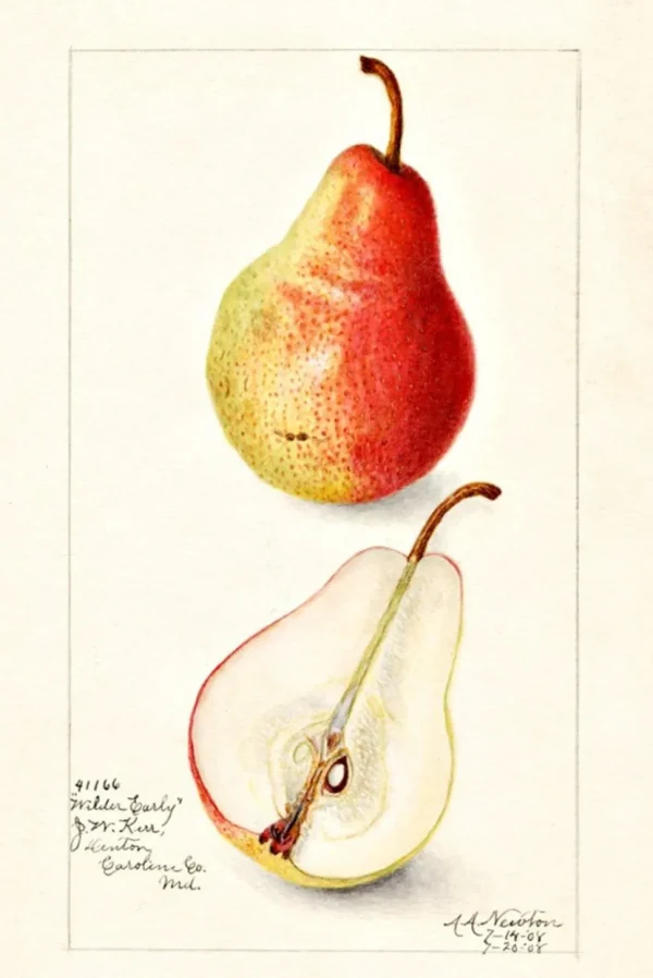 Scented Sachet Pyrus