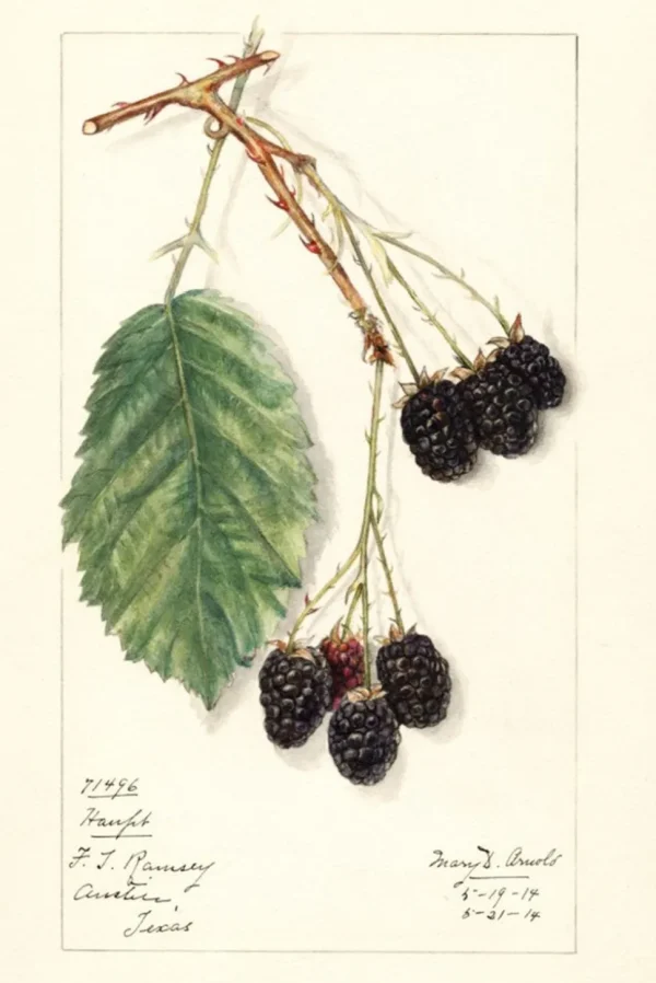 Scented Sachet Rubus