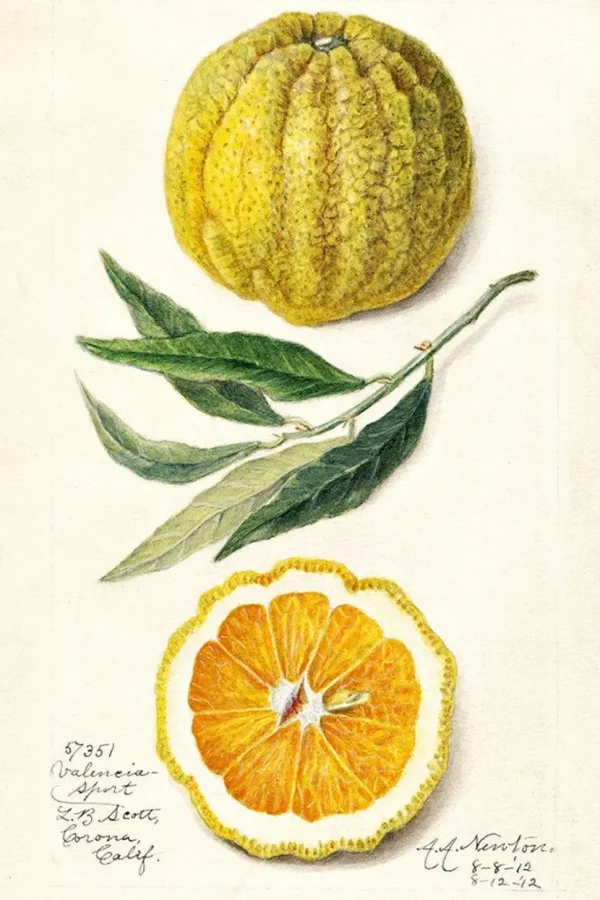 Scented Sachet Valencia